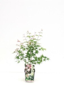 Acer palmatum 'Asahi-zuru'