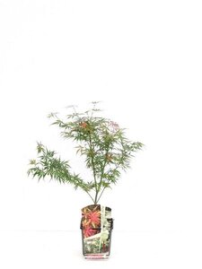 Acer palmatum 'Jerry Schwartz'