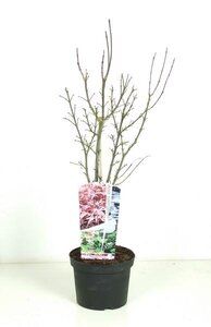 Acer palmatum 'Shin-deshojo'