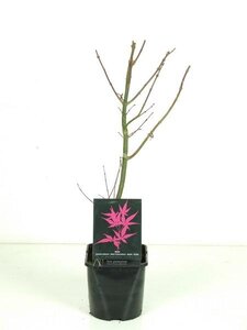 Acer palmatum 'Skeeters Broom'