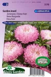 Aster chinensis - Garden Jewel
