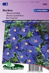 Anagallis monelli ssp. Linifolia - Blue Noon