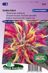 Amaranthus gangeticus -Garden Select