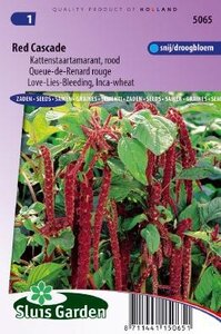Amaranthus caudatus - Red Cascade