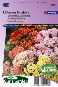 Achilea millefolium - Summer Pastels F2 Mix