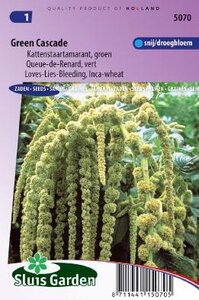 Amaranthus caudatus - Green Cascade