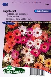 Dorotheanthus bellidiformis - Magic Carpet zaad bloemzaden - Ijsbloemen