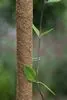 Kokosplantenstokpennen, Metaal H3 X 1,7 Cm - 10X - afbeelding 2