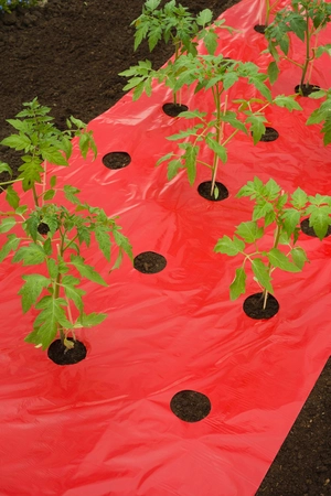 kweekfolie tomaten 0.95x5m - afbeelding 3