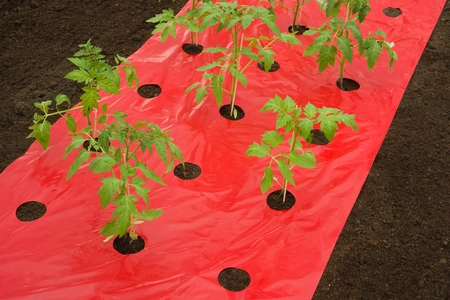 Kweekfolie voor tomaten van Nature 