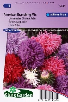 Aster chinensis - American Branching Mix zaad bloemzaden