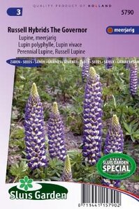 Lupinus polyphyllus - Russell Hybrids The Governor zaad bloe