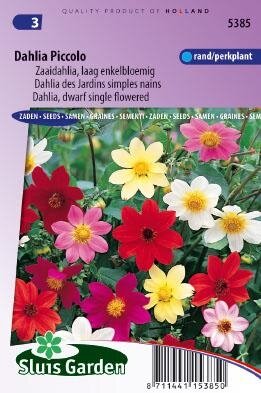 Dahlia variabilis - Piccolo Mix zaad bloemzaden