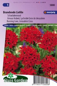 Lychnis chalcedonica - Rood zaad bloemzaden