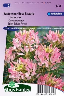 Cleome spinosa - Rose Beauty zaad bloemzaden