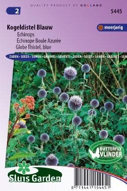 Echinops ritro -Blauw zaad bloemzaden