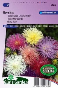 Aster chinensis - Nova Mix zaad bloemzaden