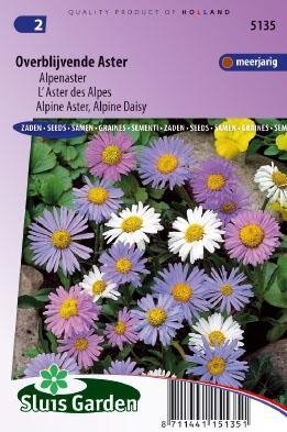 Aster alpinus -Alpenaster Mix zaad bloemzaden