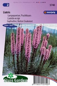 Liatris spicata - purperviolet zaad bloemzaden