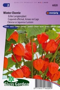 Physalis alkekengi francetii - Winter Cherrie zaad bloemzade