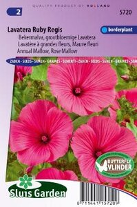 Lavatera trimestris - Ruby Regis zaad bloemzaden