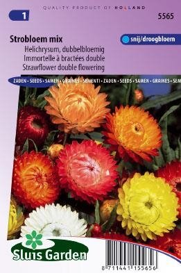 Helichrysum bracteatum monstr.- Dubbelbloemig Mix zaad bloem