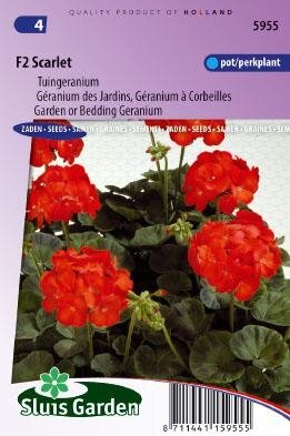 Pelargonium x hortorum - F2 Scarlet zaad bloemzaden