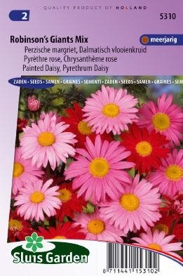 Chrysanthemum coccineum - Robinson's Giants Mix zaad bloemza