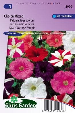 Petunia hybrida nana compacta - Choice Mixed zaad bloemzaden