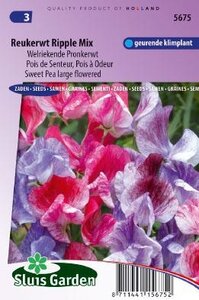 Lathyrus odoratus multiflorus - Ripple Mix zaad bloemzaden