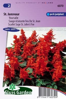 Salvia splendens - St. Jansvuur zaad bloemzaden