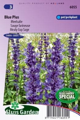 Salvia farinacea - Blue Plus zaad bloemzaden