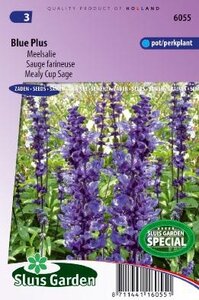 Salvia farinacea - Blue Plus zaad bloemzaden