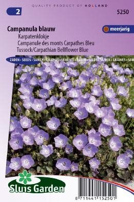 Campanula carpatica - Enkel Blauw zaad bloemzaden