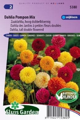 Dahlia variabilis - Pompon Mix zaad bloemzaden
