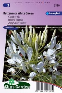 Cleome spinosa - White Queen zaad bloemzaden
