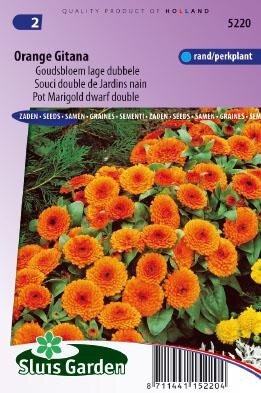 Calendula officinalis - Orange Gitana zaad bloemzaden