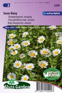 Chrysanthemum paludosum - Snow Daisy zaad bloemzaden
