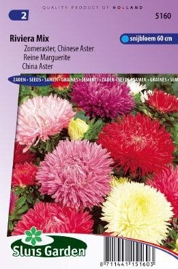 Aster chinensis - Riviera Mix zaad bloemzaden