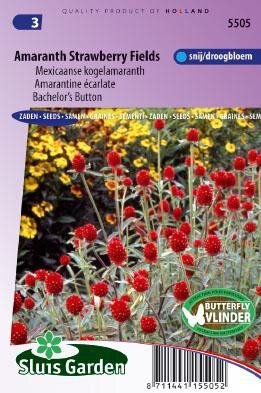 Gomphrena haageana - Strawberry Fields zaad bloemzaden