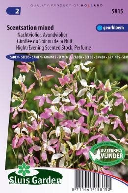 Matthiola longipetala bicornis - Scentsation mix zaad bloemz