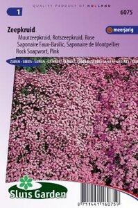 Saponaria ocymoides - Lila-Rose zaad bloemzaden