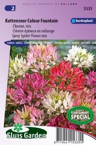 Cleome spinosa - Colour Fountain Mix zaad bloemzaden
