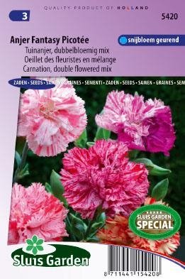 Dianthus caryophyllus - Fantasy Picot?e zaad bloemzaden