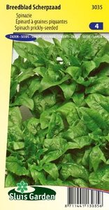spinazie breedblad scherpzaad kopen