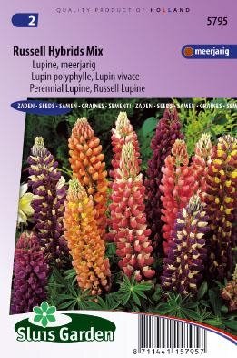 Lupinus polyphyllus - Russell Hybrids Mix zaad bloemzaden