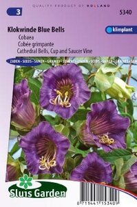 Cobaea scandens - Blue Bells zaad bloemzaden