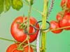 Tomatenplantringen (25St.) - afbeelding 3
