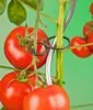 Tomatenplantringen (25St.) - afbeelding 2