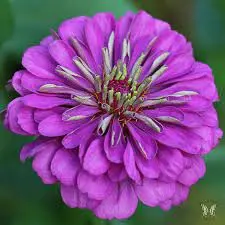 Zinnia Elegans Dahliaflowered Violet Queen